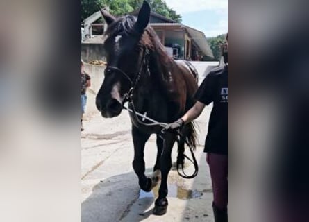 Nórico, Yegua, 3 años, Negro