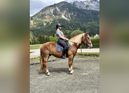 Nórico, Yegua, 4 años, 157 cm, Alazán-tostado