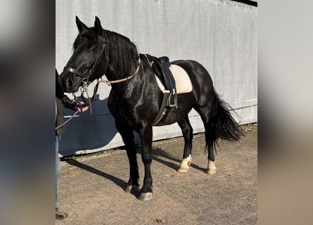 Nórico, Yegua, 4 años, 167 cm, Negro