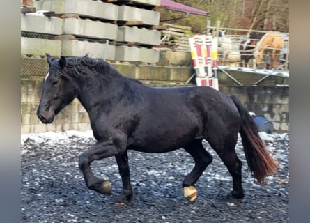 Nórico, Yegua, 4 años, Negro