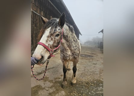 Nórico, Yegua, 5 años