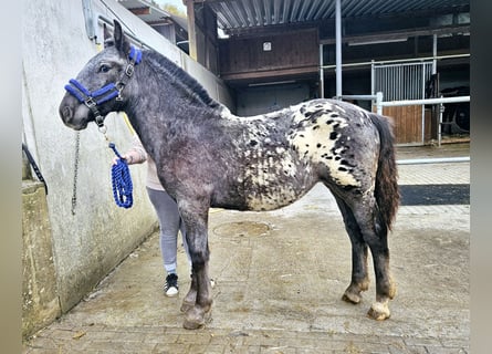 Nórico, Yegua, Potro (03/2023)