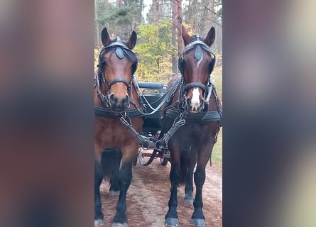 Noriker, Étalon, 3 Ans, 163 cm