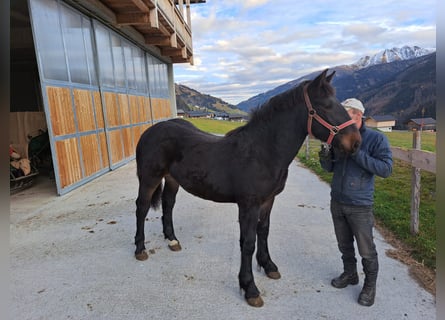 Noriker, Étalon, 4 Ans