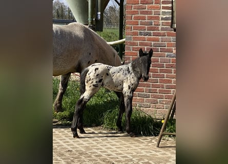 Noriker, Étalon, Poulain (04/2023), Léopard