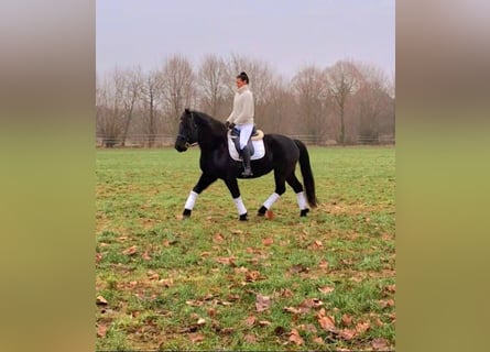 Noriker, Gelding, 11 years, 15,2 hh, Black