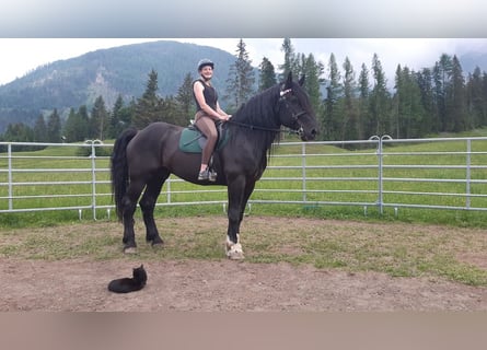 Noriker, Gelding, 14 years, 16,1 hh, Black