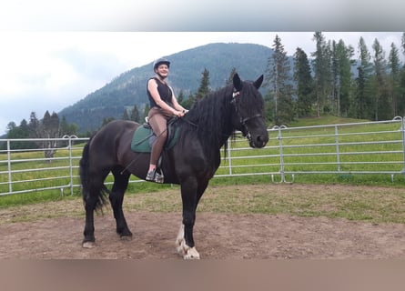 Noriker, Gelding, 15 years, 16,1 hh