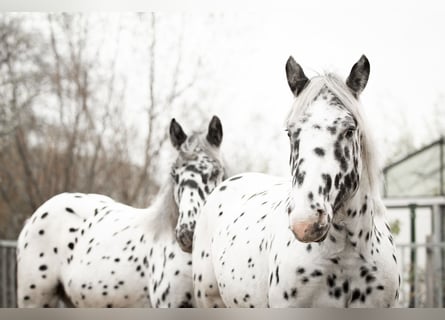 Noriker, Gelding, 1 year, 15,2 hh, Leopard-Piebald