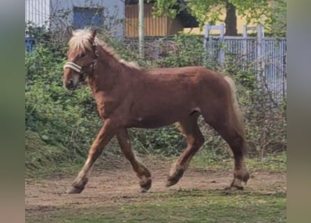 Noriker, Gelding, 2 years, Chestnut-Red