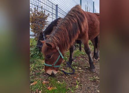 Noriker, Gelding, 3 years, 14,1 hh