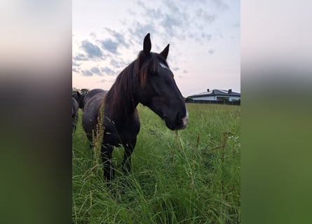 Noriker, Gelding, 3 years, 15 hh, Black