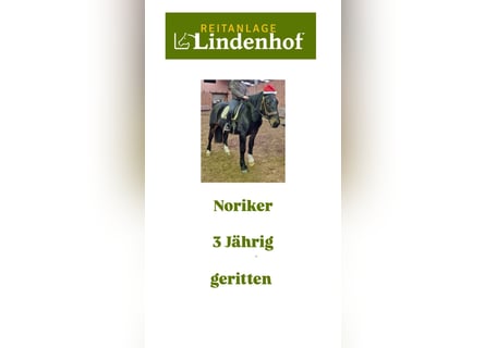 Noriker, Gelding, 3 years, Black