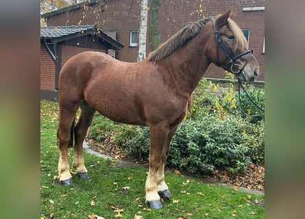 Noriker, Gelding, 4 years, 15.1 hh, Chestnut-Red