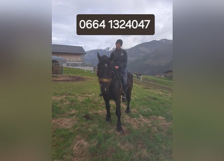 Noriker, Gelding, 4 years, 15,3 hh