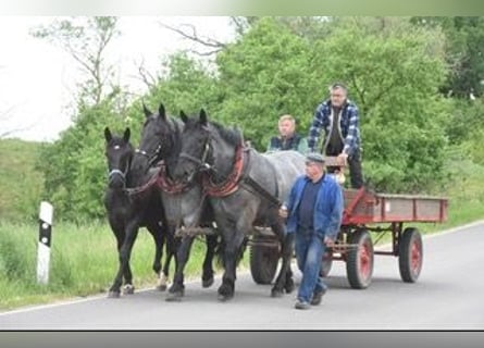 Noriker, Gelding, 4 years, 17 hh, Grey-Blue-Tan
