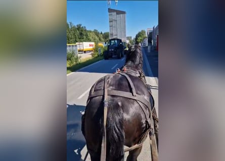 Noriker, Gelding, 5 years, 16.3 hh, Black