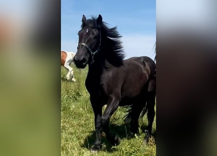 Noriker, Gelding, 5 years, 17 hh, Bay-Dark