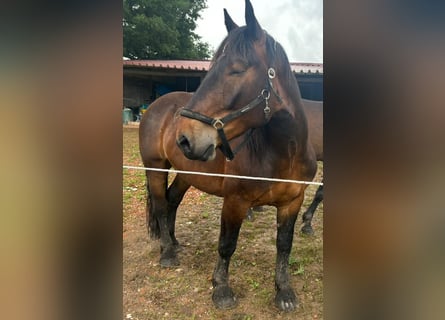 Noriker, Gelding, 5 years, 17 hh, Bay-Dark