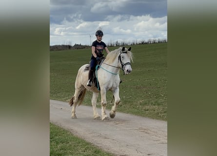 Noriker, Gelding, 6 years, 16,2 hh, Gray