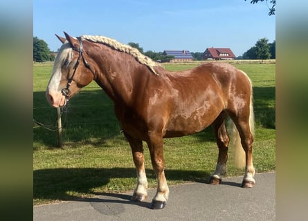 Noriker, Gelding, 7 years, 15,2 hh, Chestnut-Red