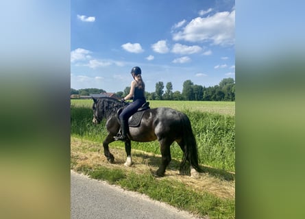 Noriker, Hengst, 12 Jahre, 159 cm, Dunkelbrauner