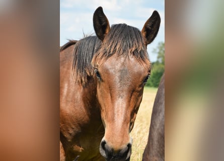 Noriker, Hengst, 1 Jahr, Brauner
