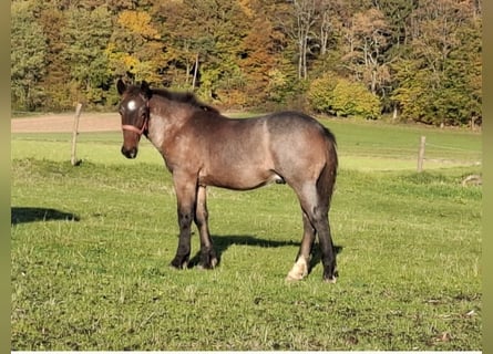 Noriker, Hengst, 1 Jahr, Braunfalbschimmel