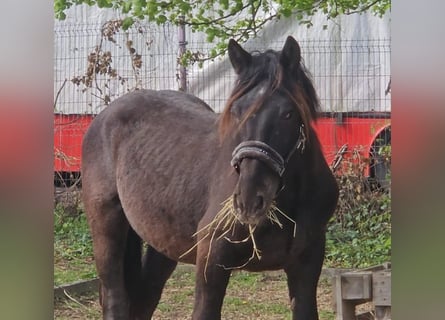 Noriker, Hengst, 2 Jahre