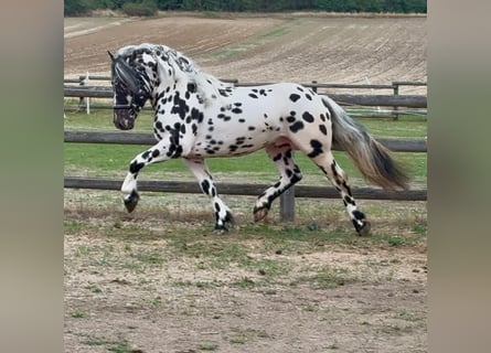 Noriker, Hengst, 3 Jahre, 150 cm, Tigerschecke