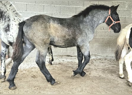 Noriker, Hengst, Fohlen (03/2023)