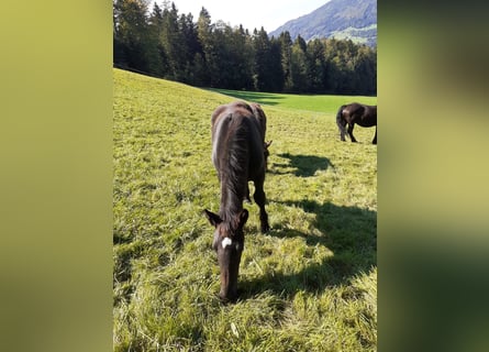 Noriker, Hengst, Fohlen (03/2024), Rappe