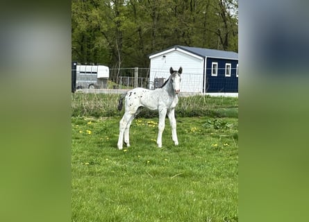 Noriker, Hengst, Fohlen (04/2025), Tigerschecke