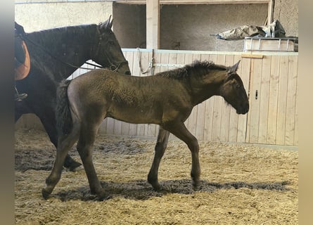 Noriker, Hengst, Fohlen (04/2026)
