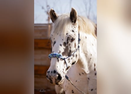 Noriker, Hongre, 10 Ans, 162 cm, Léopard