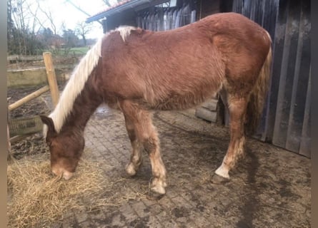 Noriker, Hongre, 2 Ans, Alezan