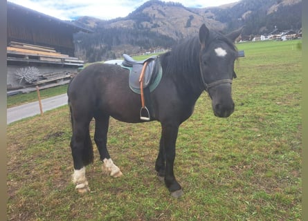 Noriker, Hongre, 3 Ans