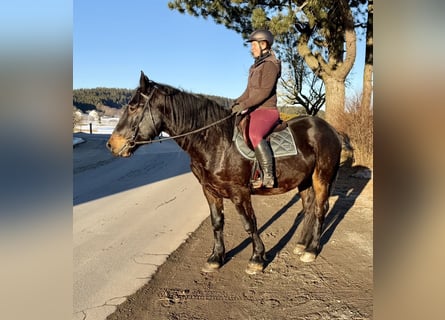 Noriker, Hongre, 4 Ans, 148 cm, Noir