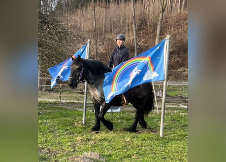 Noriker, Jument, 17 Ans, 157 cm, Rouan Bleu