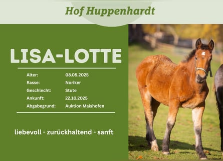 Noriker, Jument, 1 Année, 156 cm, Bai