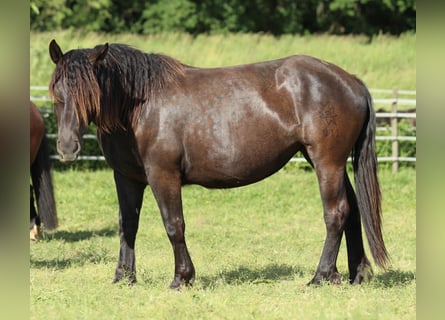 Noriker, Jument, 2 Ans, 163 cm, Noir