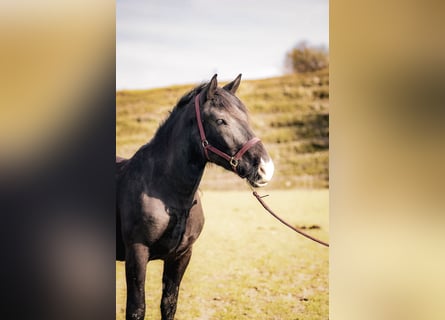 Noriker, Jument, 3 Ans, 158 cm, Bai brun