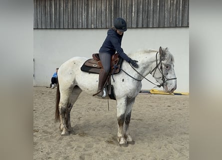 Noriker, Jument, 3 Ans, 160 cm, Léopard