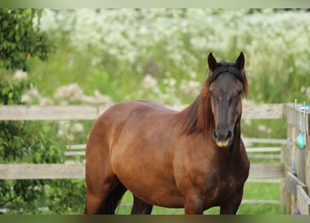 Noriker, Jument, 3 Ans, 160 cm, Noir