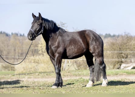 Noriker, Jument, 3 Ans, 163 cm, Noir