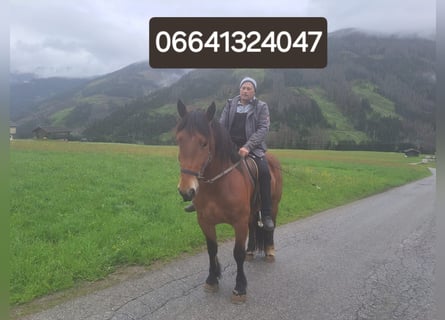 Noriker, Jument, 5 Ans, 162 cm