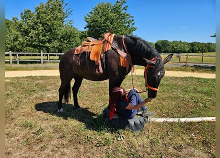 Noriker, Jument, 5 Ans, 162 cm, Noir