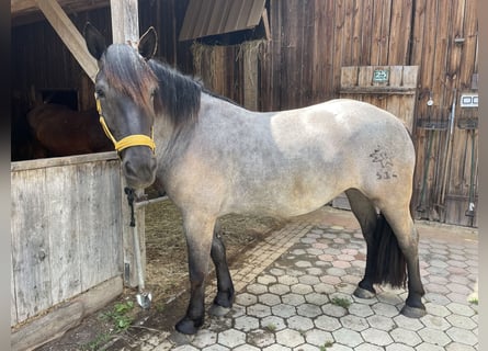 Noriker, Jument, 7 Ans, 163 cm, Rouan bleu