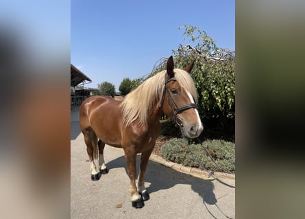 Noriker, Jument, 9 Ans, 158 cm, Alezan brûlé