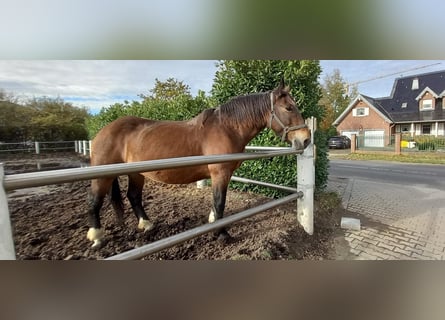Noriker, Klacz, 10 lat